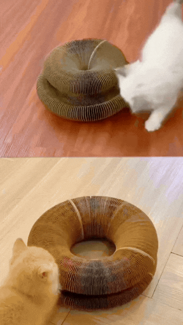 Gato brincando com CatLoop